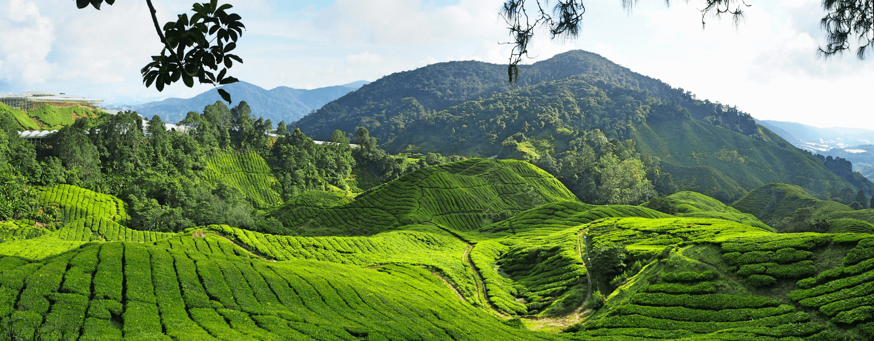 Theeplantages in Cameron Highlands