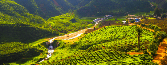 Theeplantages in Cameron Highlands