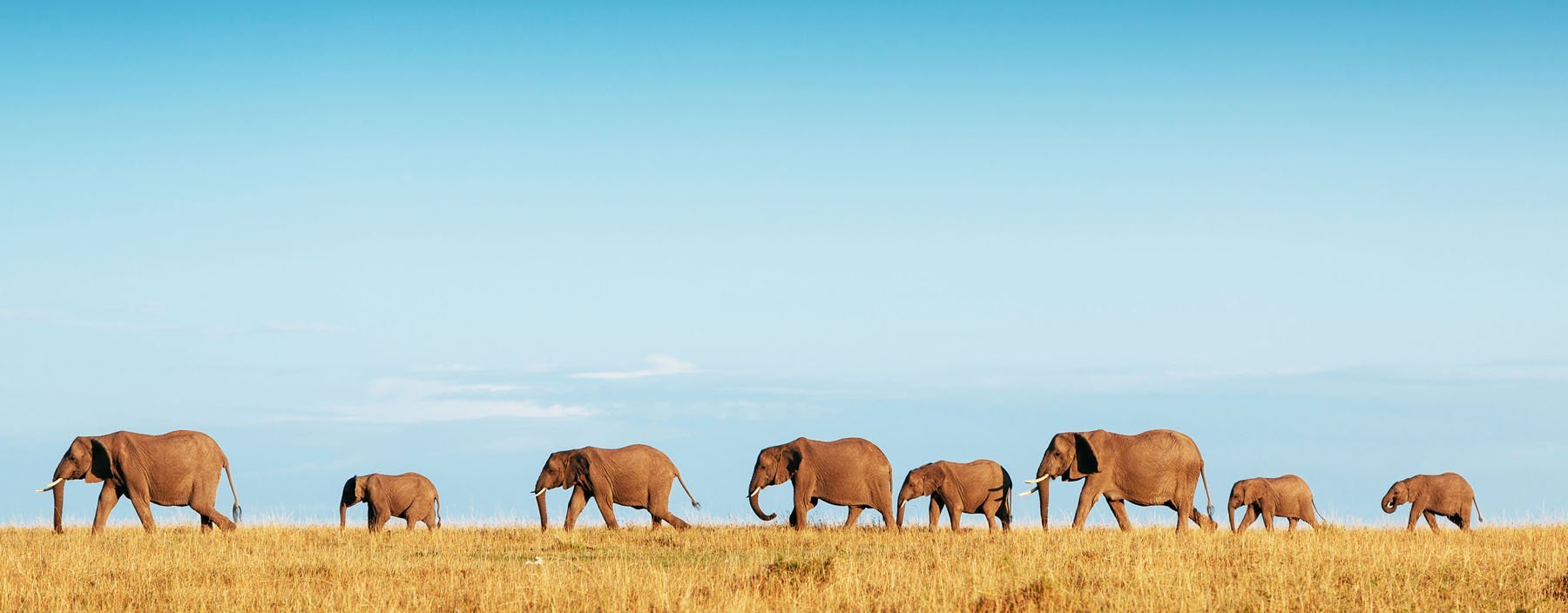 ZA, Addo Elephant Park (9).jpg