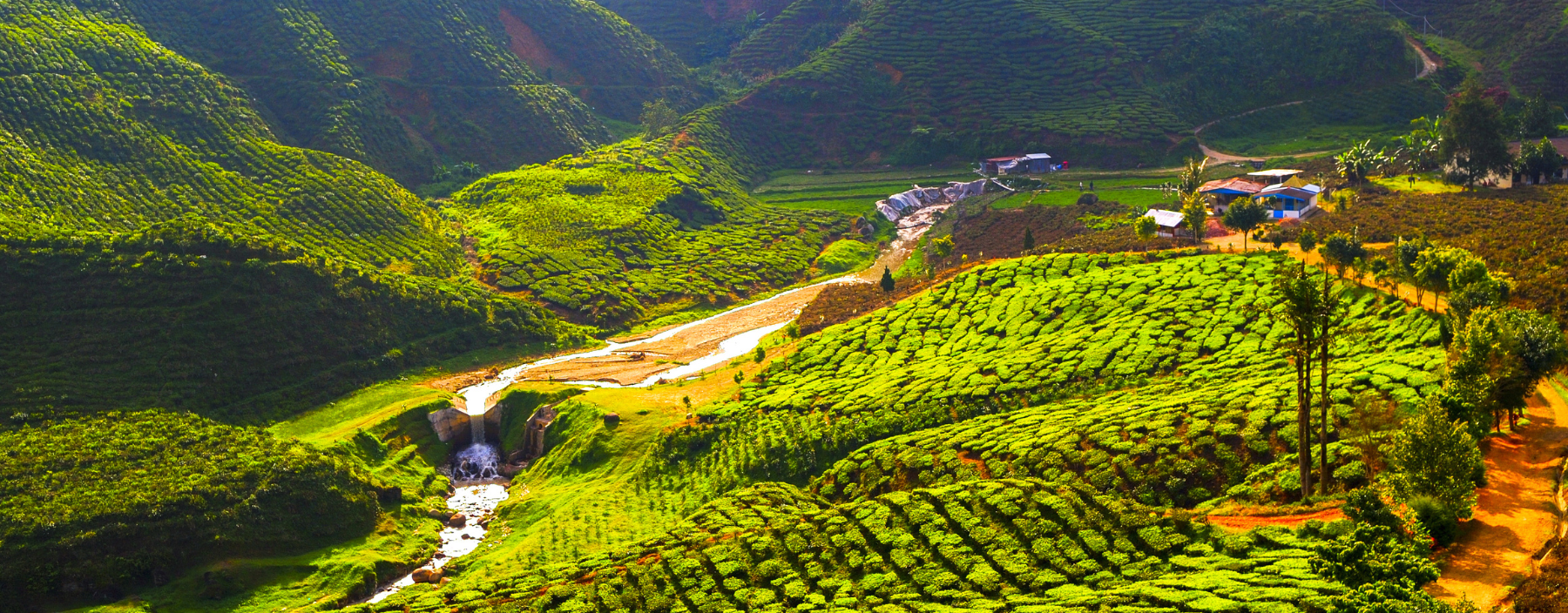 Theeplantages in Cameron Highlands