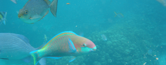 De onderwaterwereld in de buurt van Langkawi