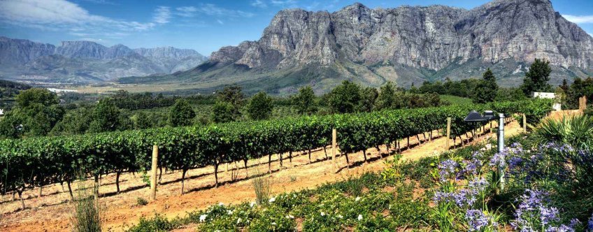 ZA, Stellenbosch, Wijnlanden (4).jpg