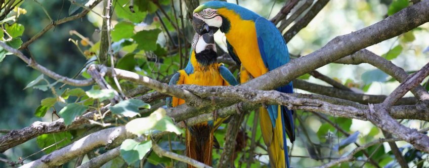 ZA, Tuinroute, Knysna, Birds of Eden.jpg