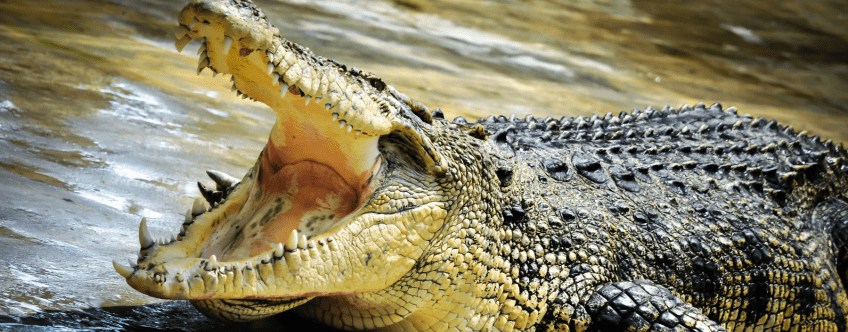 De Langkawi Crocodile Farm