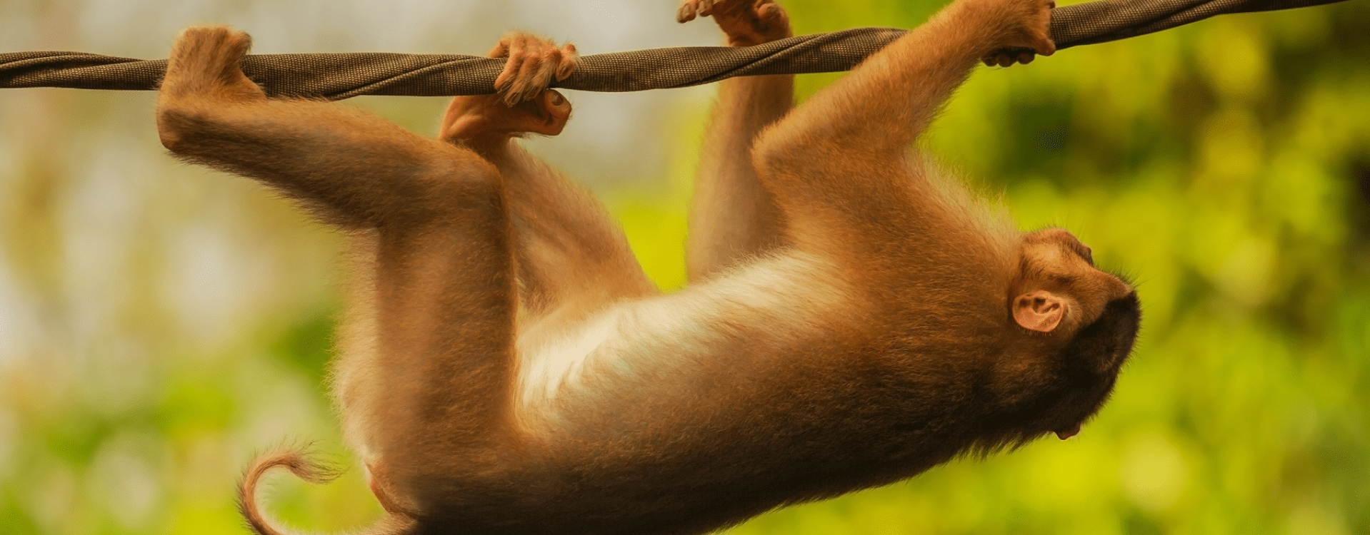 Wildlife in Kinabatangan River