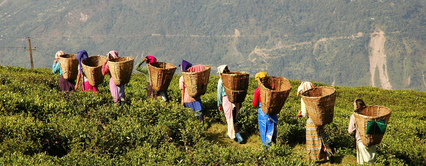 Theeplukkers in de Cameron Highlands