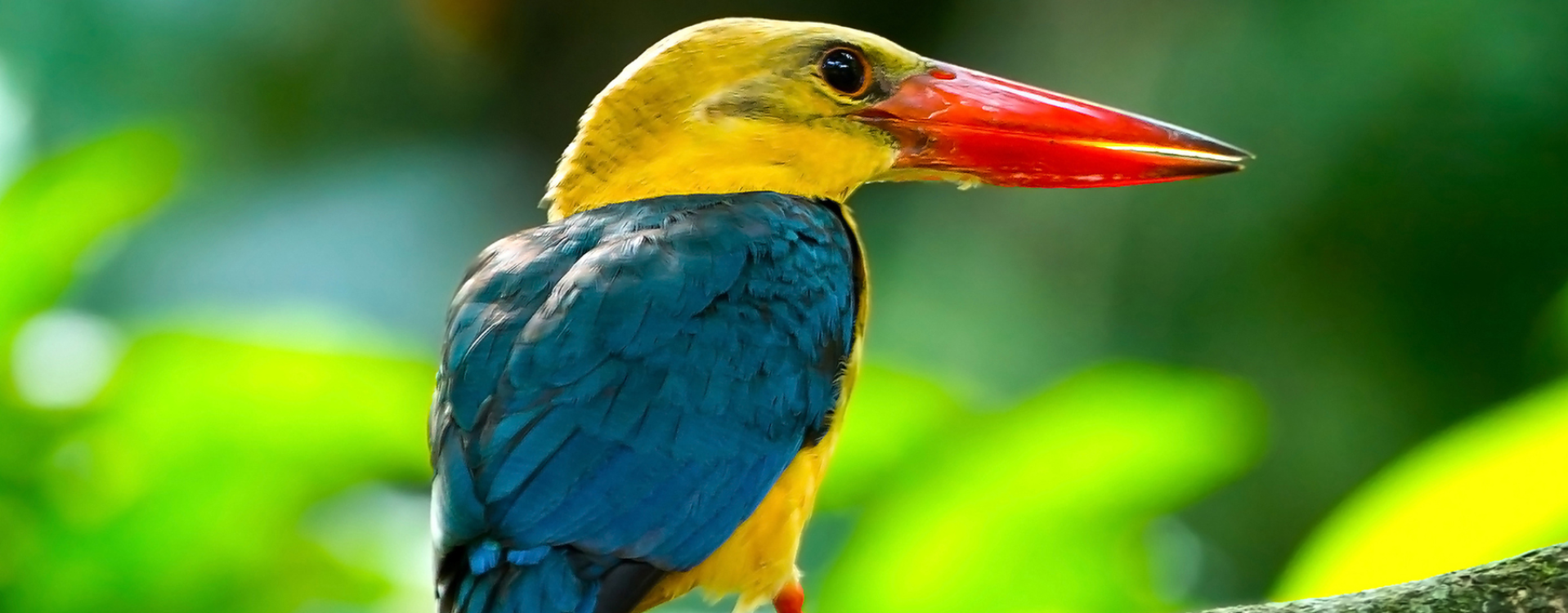 Wildlife in Kinabatangan River