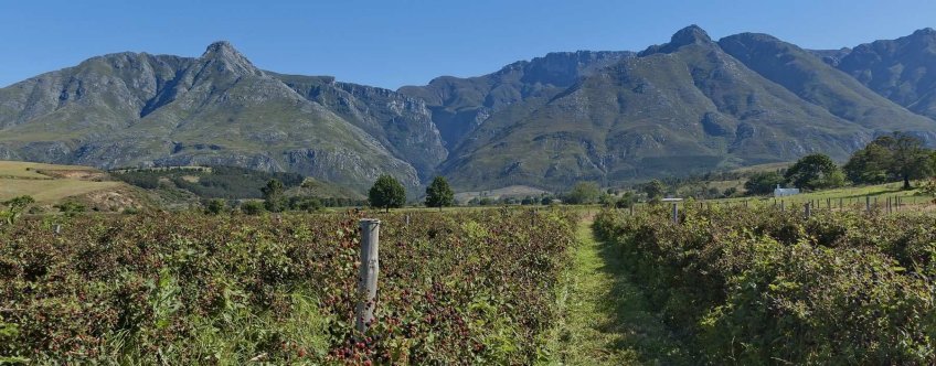 ZA, Tuinroute, Swellendam, Langeberg Mountain.jpg