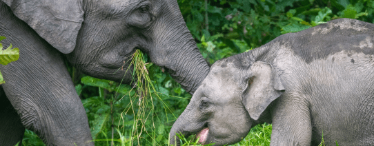 Olifanten in het regenwoud van Maleisië