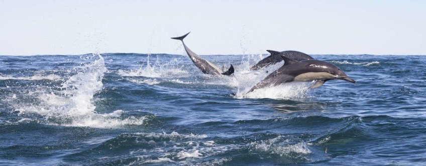 ZA, Dolphin Coast.jpg
