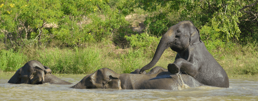 Wildlife in Kinabatangan River