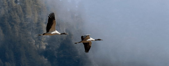 Trek van de heilige zwarknekkraanvogel