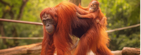 Orang oetans op Borneo