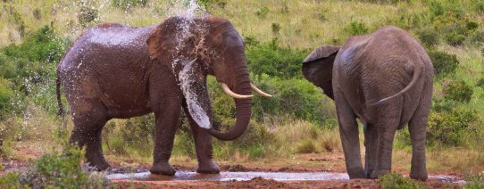 ZA, Addo Elephant Park (4).jpg